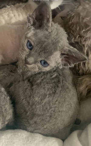 Zauberhafte Devon Rex mit Stammbaum, ICF, für Allergiker geeignet       