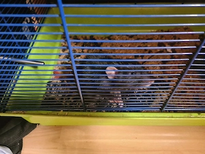wir verkaufen ratte und den ist lieb mit käfig 25 vb