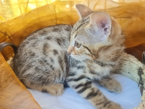 Bengal cats kätzin