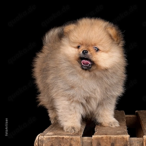 Reinrassiger Pomeranian Welpe mit Ahnentafel 