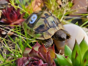 Griechische Landschildkröten Jungtiere 