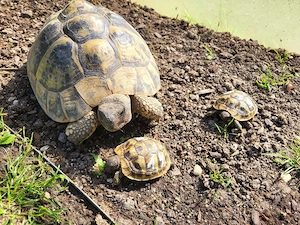 Griechische Landschildkröten  Bild 2