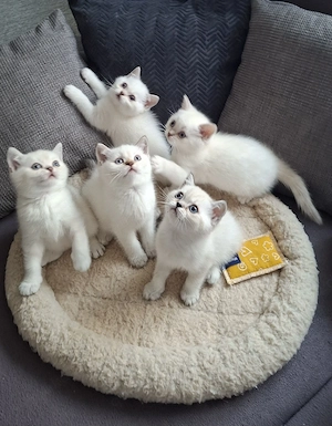 5 süße BKH silver shaded British Kurzhaar Kitten in liebevolle Hände abzugeben