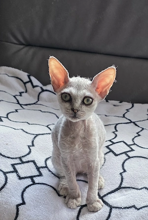 Selkirk Rex Kater mit Ahnentafel 