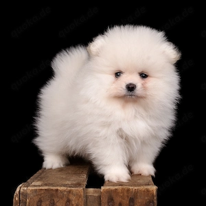 Reinrassiger Pomeranian Welpe in Weiß mit Ahnentafel 