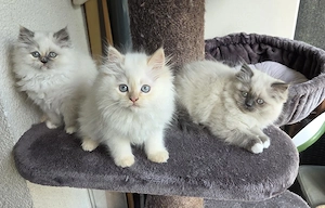 3 von 4 Perser Kinder suchen noch Kuschelpersonal 