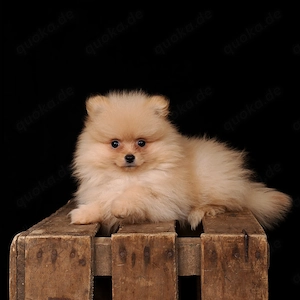 Reinrassiger Pomeranian Welpe mit Ahnentafel 