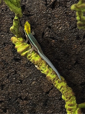 1.0 Phelsuma klemmeri DNZ 12 2024
