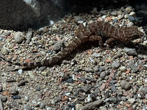 0.6 Heteronotia binoei - Kaktusgecko