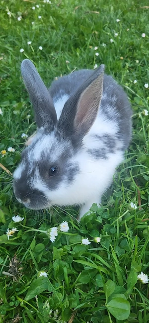 Blauer Wiener Baby Kaninchen 