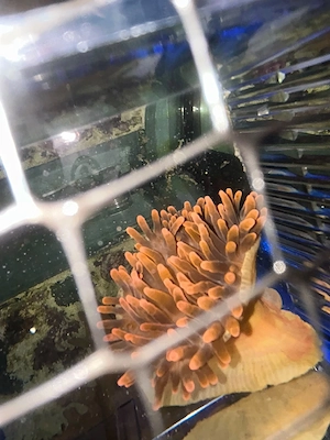 Kupferanemone