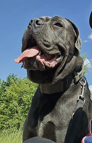 cane corso zu verkaufen 