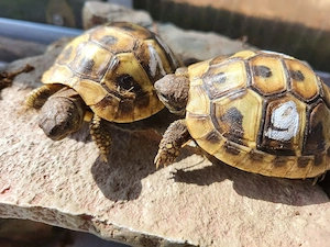 Griechische Landschildkröten  Bild 5