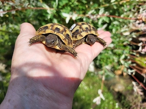 Griechische Landschildkröten  Bild 4