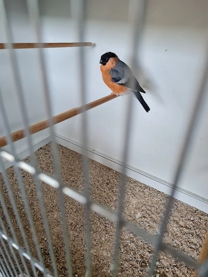 Nordisches Dompfaff Pärchen