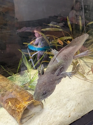 Axolotl Wildling 