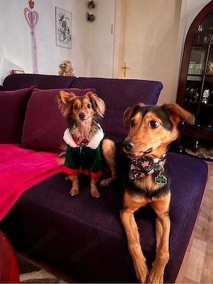 Kleinhund Mischling Kira in gute Hände abzugeben