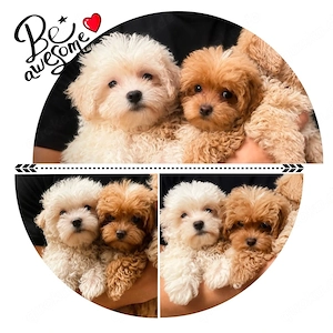Maltipoo Welpen