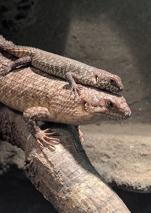 0.0.4 Egernia stokesii, Nachzuchten Mai 2026
