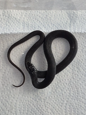 2.0 Thamnophis eques Cuitzeoensis, Thamnophis sirtalis similis, Strumpfbandnatter