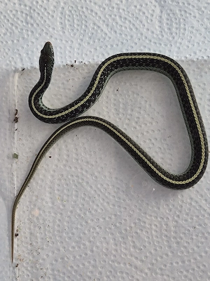 2.0 Thamnophis eques Cuitzeoensis, Thamnophis sirtalis similis, Strumpfbandnatter