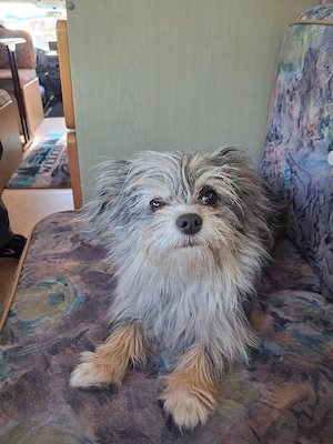 chihuahua mix rüde