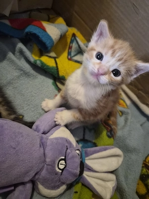 Rotes Bkh Maine coon Mix Mädchen