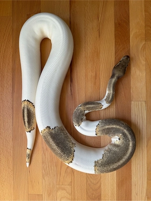 Königspython - 1.0 Mojave Yellow Belly Piebald