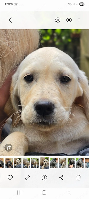 Golden Retriever- Labrador Welpen 