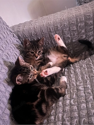 Zwei liebevolle Kitten suchen gemeinsam ihr Für-immer-Zuhause     