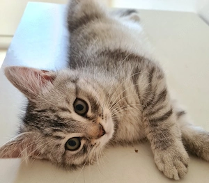  Süsser Schmusekater - Perser-Mix 