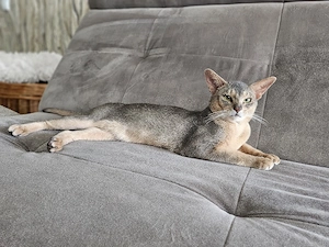 Abessinier Kater(kastriert) Erbkrankheiten frein Linien 