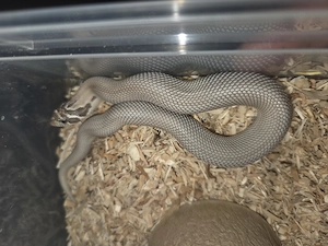 0.1 Axantic Superconda  50% pos Het Toffe 
