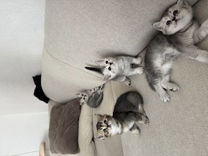 Britisch Kurzhaar (BKH) Kitten suchen liebevolles Zuhause