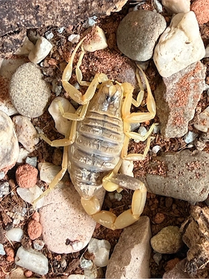 0.1 Leiurus quinquestriatus
