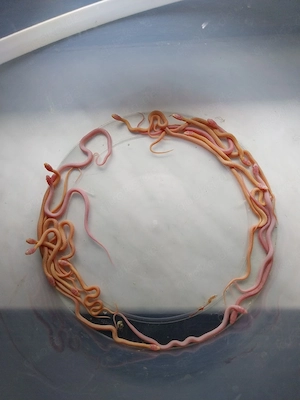 Thamnophis Radix Albino und Iowa Snow Babys