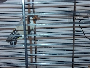 Zwei Vögel 