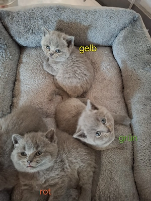 Britisch Kurzhaar Kitten