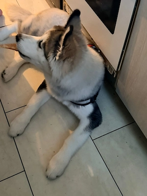 Husky Junghund zucht ein Zuhause