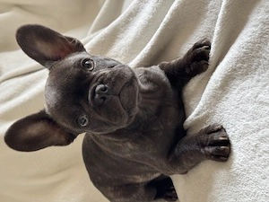Super schöne französische Bulldogge  Bild 2
