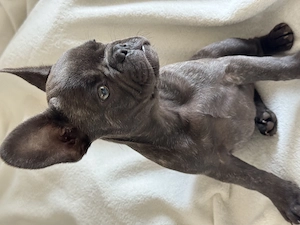 Super schöne französische Bulldogge  Bild 6
