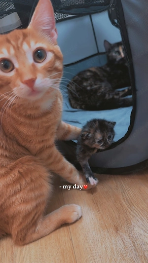Mischlingskitten