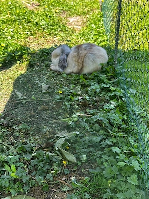 Zwei Mini-Lop Brüder suchen ein liebevolles Zuhause