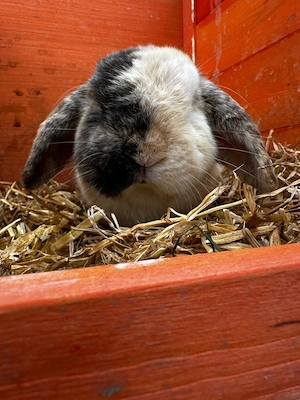 Zwei Mini-Lop Brüder suchen ein liebevolles Zuhause