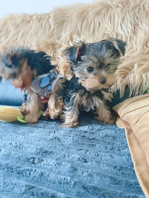 Yorkshire Terrier Welpen
