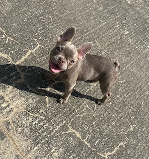 Französische Bulldoggen 