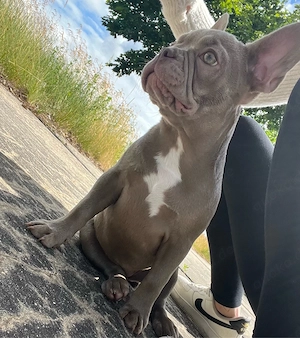 Französische Bulldoggen 