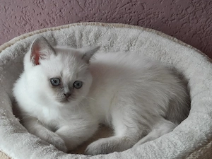 Zauberhafte Kitten  2 Mädchen   
