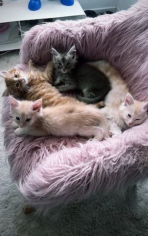 reinrassige gesunde Maine Coon Kitten 