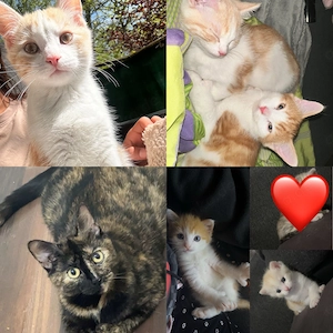 schweren Herzens suche ich für meine 2 Jahre alte Katze und ihre zwei Katerchen ein neues, liebevoll